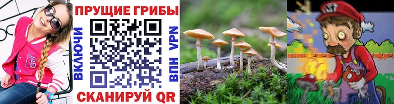 Псилоцибиновые грибы Psilocybine cubensis  Пионерский 